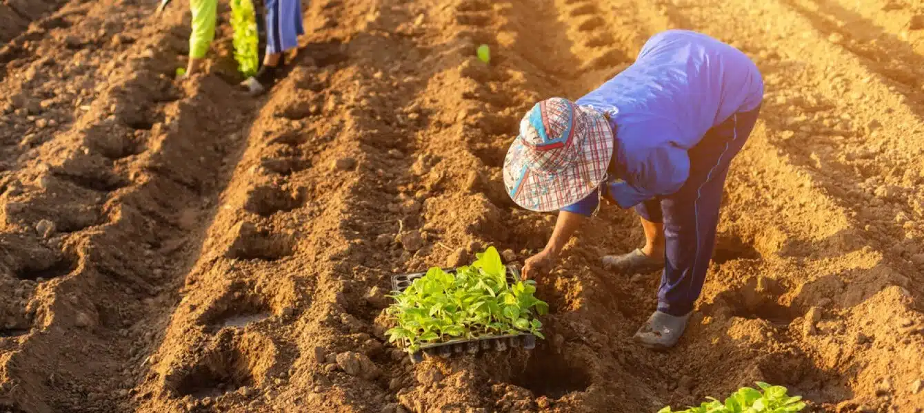 Immagine in evidenza del post: Accordo Agea-Inps per contrastare il caporalato nell'agricoltura italiana