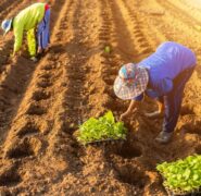 Accordo Agea-Inps per contrastare il caporalato nell’agricoltura italiana