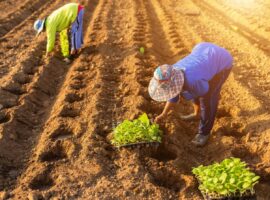 Immagine di anteprima per Accordo Agea-Inps per contrastare il caporalato nell'agricoltura italiana