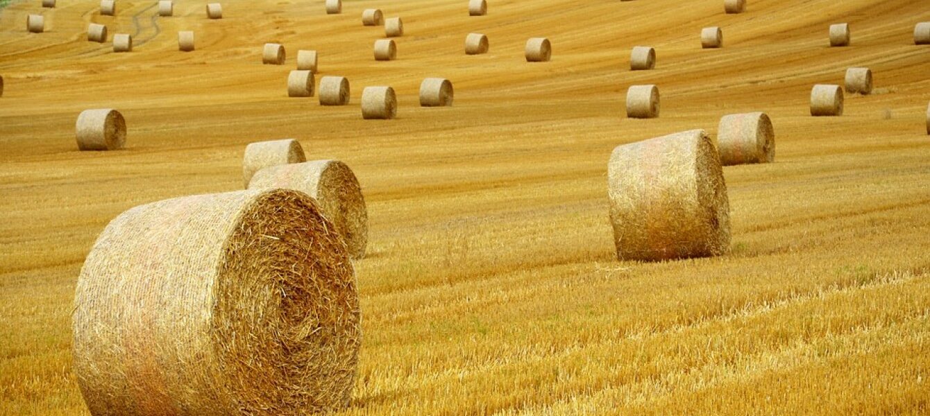 Immagine in evidenza del post: Il Dl agricoltura è legge: ecco tutte le novità