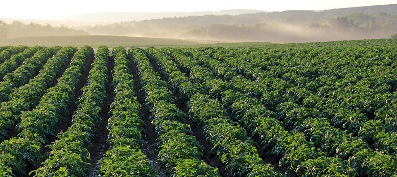 Immagine in evidenza del post: Un nuovo bando per l'agricoltura sociale dalla Regione Lazio