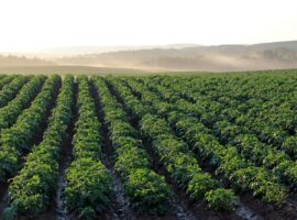 Immagine di anteprima per Un nuovo bando per l'agricoltura sociale dalla Regione Lazio