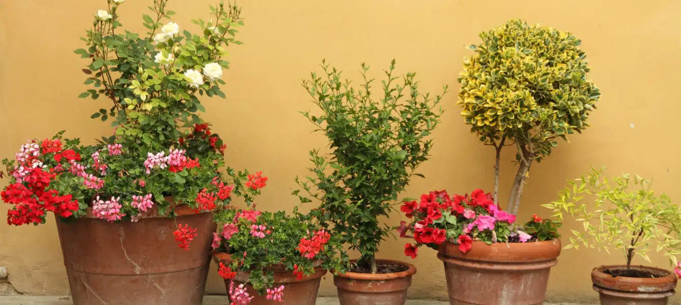 Immagine in evidenza del post: Abbellire con fiori e piante, il condominio può dire la sua