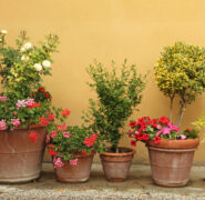 Abbellire con fiori e piante, il condominio può dire la sua