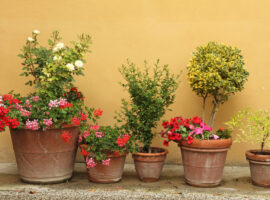 Immagine di anteprima per Abbellire con fiori e piante, il condominio può dire la sua