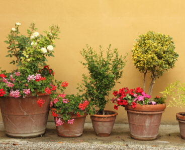 Abbellire con fiori e piante, il condominio può dire la sua