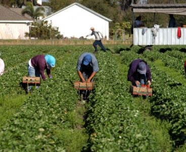 In arrivo l’estensione dell’assegno di inclusione alle vittime del caporalato