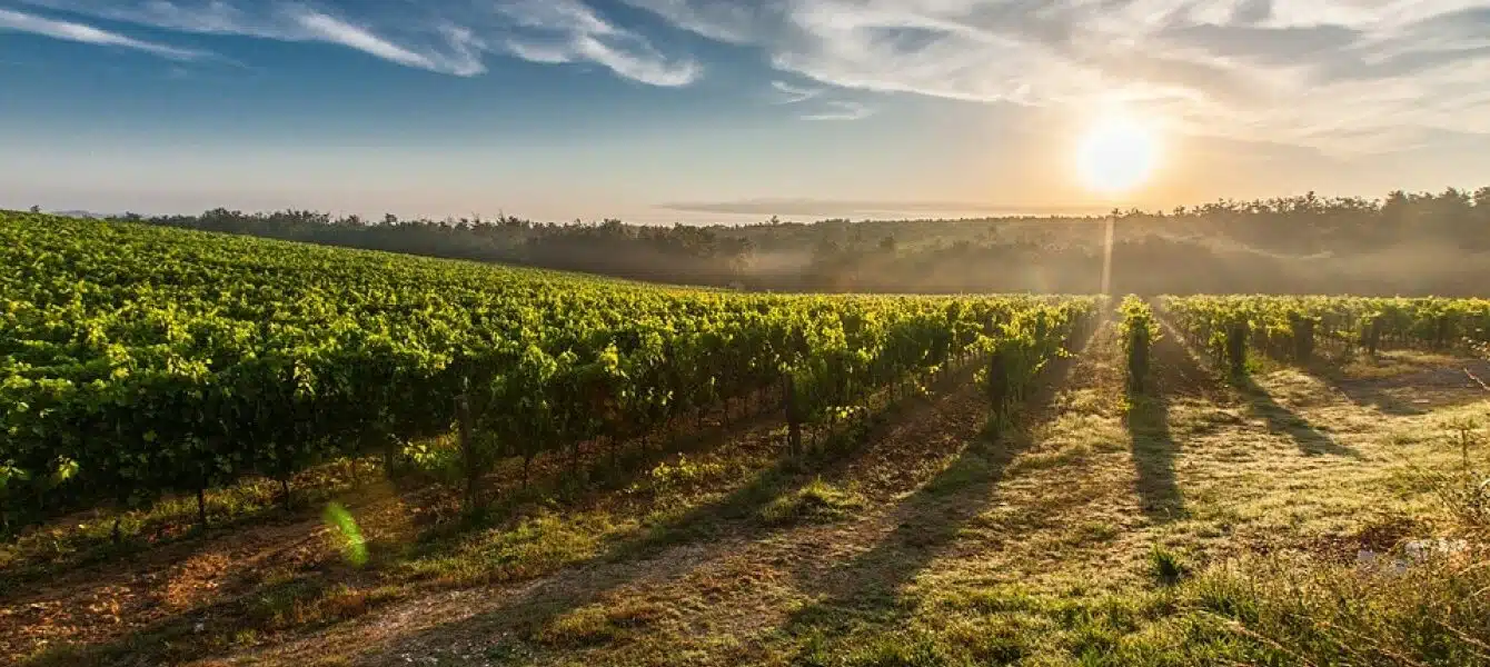 Immagine in evidenza del post: Aiuti agli agricoltori colpiti dalla peronospora in arrivo dal 19 Settembre