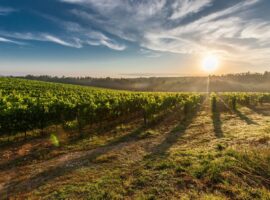 Immagine di anteprima per Aiuti agli agricoltori colpiti dalla peronospora in arrivo dal 19 Settembre