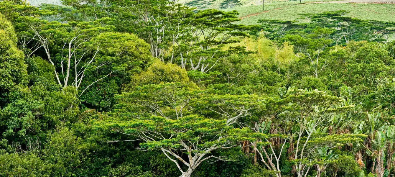 Immagine in evidenza del post: Biodiversità e finanza: raddoppiano gli investimenti ma gli obiettivi restano lontani