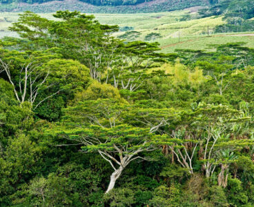 Biodiversità e finanza: raddoppiano gli investimenti ma gli obiettivi restano lontani