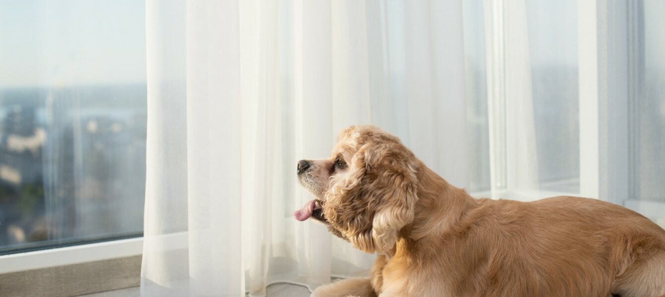 Immagine in evidenza del post: Cani e rumori molesti in condominio, cosa fare e come monitorare la situazione