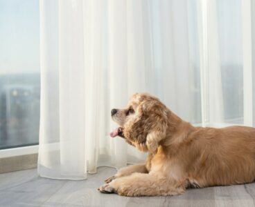 Cani e rumori molesti in condominio, cosa fare e come monitorare la situazione