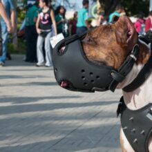 Museruola e guinzaglio per tutti i cani, anche per quelli 