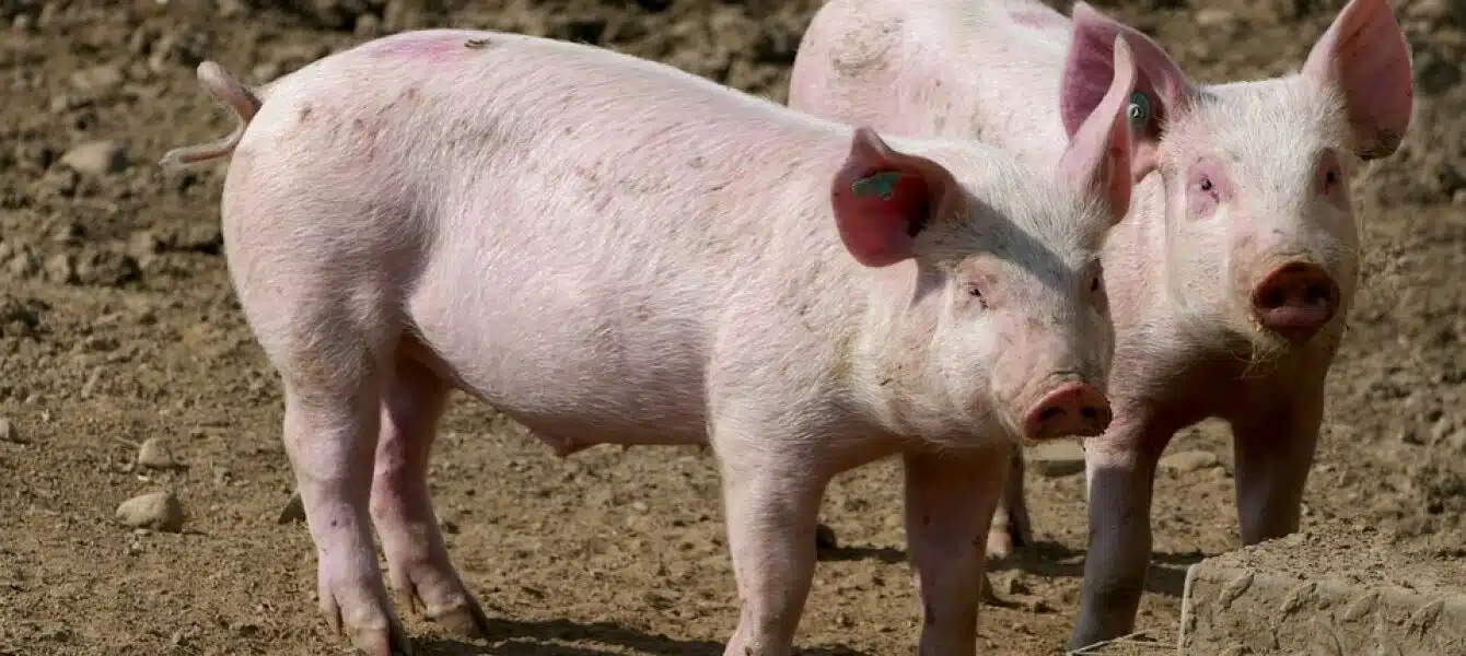 Immagine in evidenza del post: Peste Suina Africana: il settore suinicolo italiano è in ginocchio