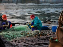 Immagine di anteprima per Aperte le domande del credito d'imposta al Sud per agricoltura e pesca