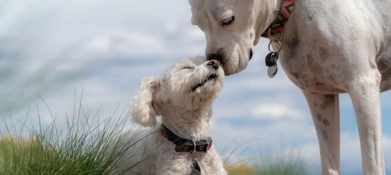 Immagine in evidenza del post: Collari per i cani: quali sono quelli vietati?