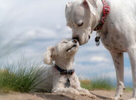 Immagine di anteprima per Collari per i cani: quali sono quelli vietati?