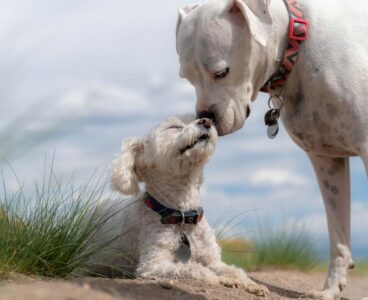 Collari per i cani: quali sono quelli vietati?