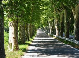 Immagine di anteprima per Aggiornato l'elenco 2024 degli alberi monumentali d'Italia