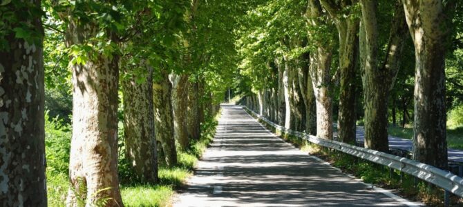 Aggiornato l'elenco 2024 degli alberi monumentali d'Italia