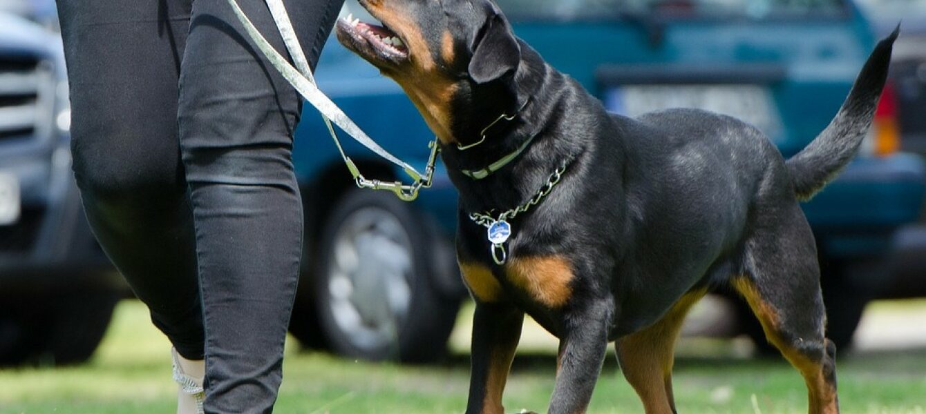 Immagine in evidenza del post: Ecco quale addestramento per cani consentito e quale vietato