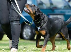 Immagine di anteprima per Ecco quale addestramento per cani consentito e quale vietato