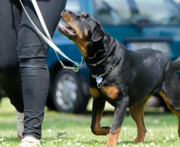 Ecco quale addestramento per cani consentito e quale vietato