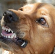 Formazione obbligatoria per animali aggressivi: le regole per i padroni di cani