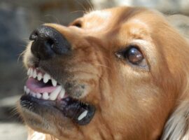 Formazione obbligatoria per animali aggressivi: le regole per i padroni di cani