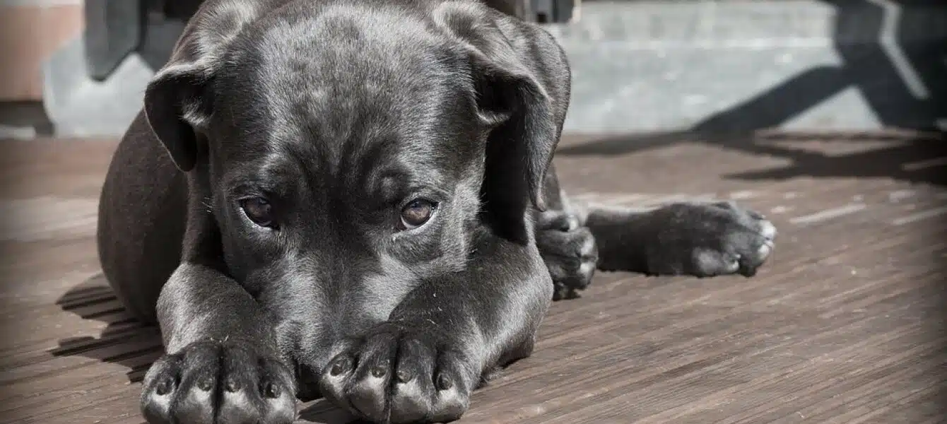 Immagine in evidenza del post: Non si deve ignorare un animale: a Potenza condanna per abbandono di cane