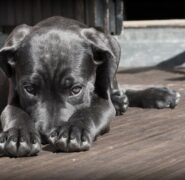 Non si deve ignorare un animale: a Potenza condanna per abbandono di cane