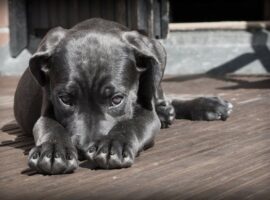 Immagine di anteprima per Non si deve ignorare un animale: a Potenza condanna per abbandono di cane