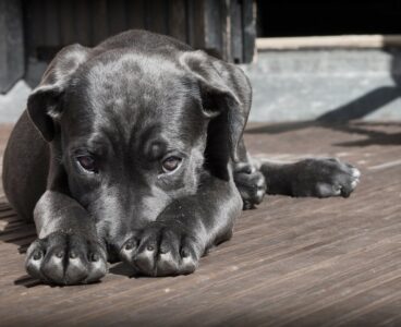 Non si deve ignorare un animale: a Potenza condanna per abbandono di cane