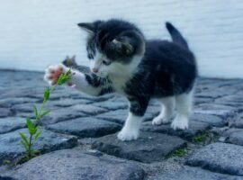 Immagine di anteprima per Violenza sugli animali: appello per pene più severe e legge più incisiva