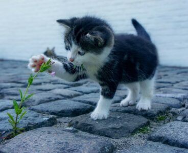 Violenza sugli animali: appello per pene più severe e legge più incisiva