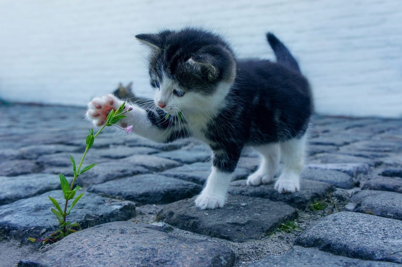 Violenza sugli animali: appello per pene più severe e legge più incisiva