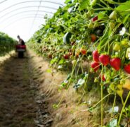 Fondo Agricat: sbloccati aiuti per aziende agricole, ma restano criticità