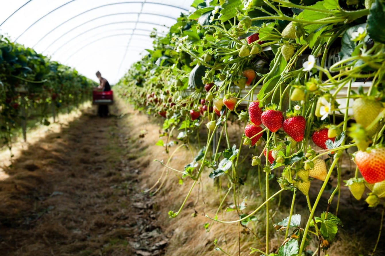 Fondo Agricat: sbloccati aiuti per aziende agricole, ma restano criticità