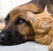 In Italia le tasse sui farmaci per cani e gatti sono elevatissime